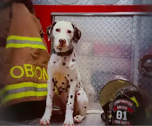 TOWN OF OBION FIRE DEPT